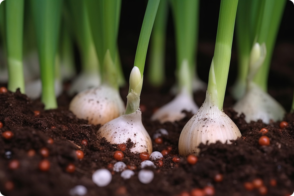 1704130508198908.jpg 農(nóng)業(yè)1.jpg